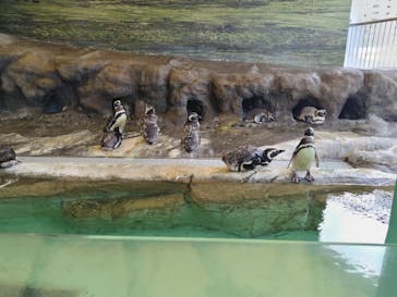しながわ水族館に投稿された画像（2024/8/27）