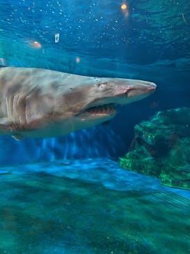 しながわ水族館に投稿された画像（2024/8/27）