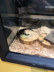 ゆるゆる図鑑　アマゾン展に投稿された画像（2024/8/27）