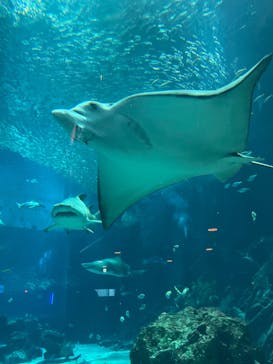 マリンワールド海の中道に投稿された画像（2024/8/27）