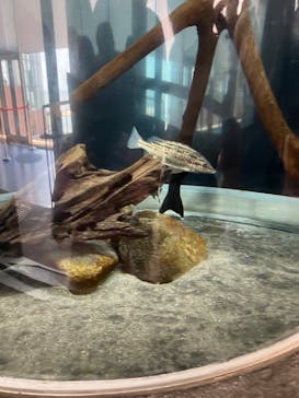 アクアワールド茨城県大洗水族館に投稿された画像（2024/8/27）