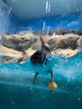 アクアワールド茨城県大洗水族館に投稿された画像（2024/8/27）