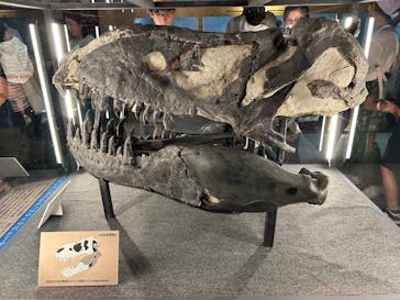 福井県立恐竜博物館に投稿された画像（2024/8/27）