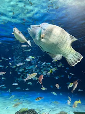 サンシャイン水族館に投稿された画像（2024/8/27）