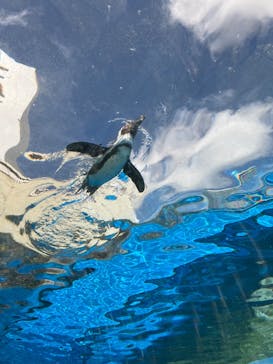 サンシャイン水族館に投稿された画像（2024/8/27）