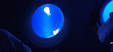 新江ノ島水族館に投稿された画像（2024/8/27）