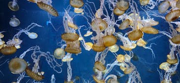 新江ノ島水族館に投稿された画像（2024/8/27）