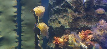 新江ノ島水族館に投稿された画像（2024/8/27）