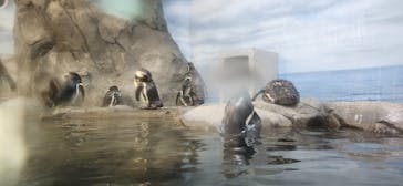 新江ノ島水族館に投稿された画像（2024/8/27）