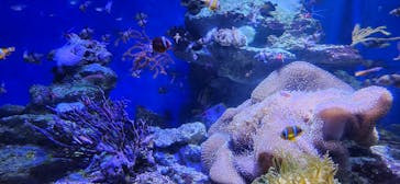 新江ノ島水族館に投稿された画像（2024/8/27）