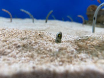 城崎マリンワールドに投稿された画像（2024/8/27）