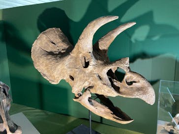 巨大恐竜展2024に投稿された画像（2024/8/27）