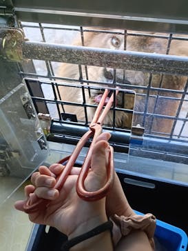 群馬サファリパークに投稿された画像（2024/8/27）