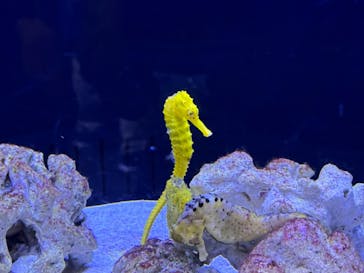 マクセル アクアパーク品川に投稿された画像（2024/8/27）