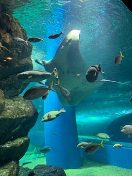 マクセル アクアパーク品川に投稿された画像（2024/8/27）