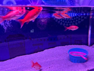 マクセル アクアパーク品川に投稿された画像（2024/8/27）