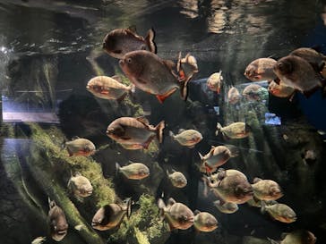 マクセル アクアパーク品川に投稿された画像（2024/8/27）