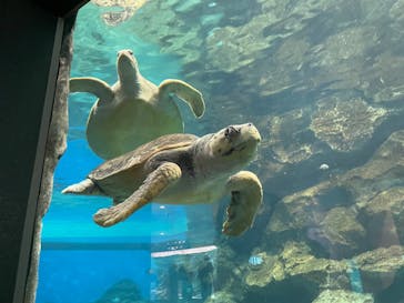 名古屋港水族館に投稿された画像（2024/8/27）