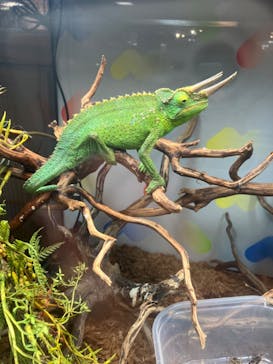 NARA IKIMONO MUSEUMに投稿された画像（2024/8/27）