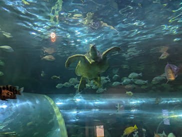 しながわ水族館に投稿された画像（2024/8/27）