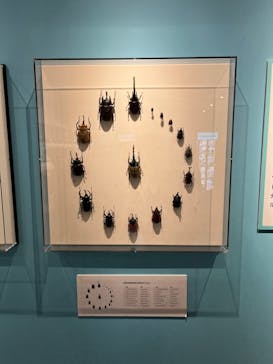 特別展「昆虫 MANIAC」（国立科学博物館）に投稿された画像（2024/8/27）