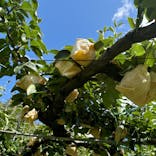 福田フルーツパークに投稿された画像（2024/8/27）