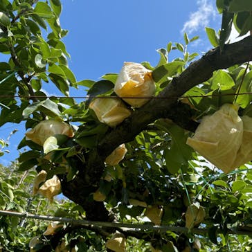 福田フルーツパークに投稿された画像（2024/8/27）