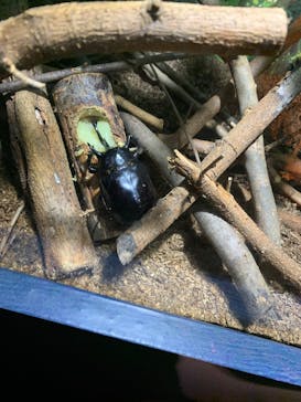 世界淡水魚園水族館　アクア・トトぎふに投稿された画像（2024/8/27）