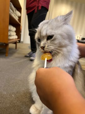 猫カフェモカ　立川店に投稿された画像（2024/8/27）