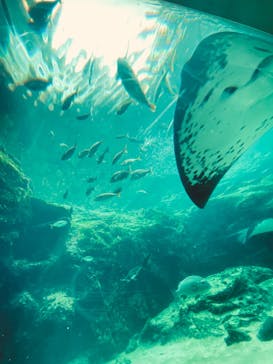 九十九島パールシーリゾートに投稿された画像（2024/8/27）