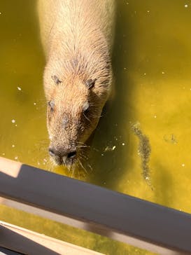 神戸どうぶつ王国に投稿された画像（2024/8/27）