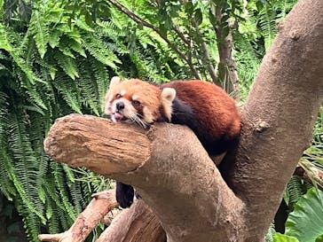 神戸どうぶつ王国に投稿された画像（2024/8/27）