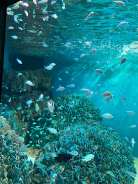 サンシャイン水族館に投稿された画像（2024/8/27）