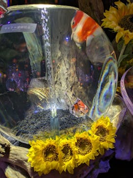 UWS AQUARIUM GA☆KYOに投稿された画像（2024/8/27）