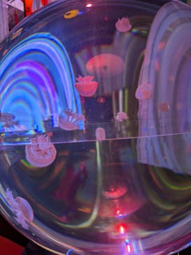 UWS AQUARIUM GA☆KYOに投稿された画像（2024/8/27）