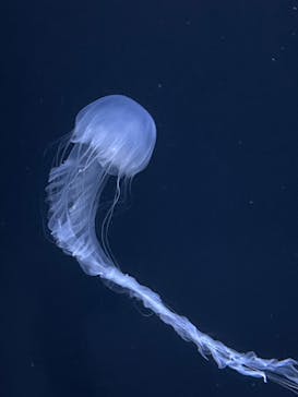 サンシャイン水族館に投稿された画像（2024/8/27）