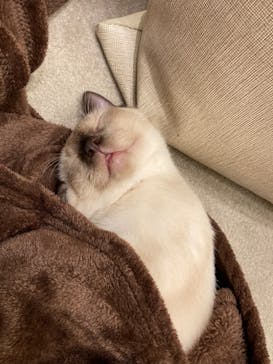 猫カフェモカ　イオンモール羽生店に投稿された画像（2024/8/27）