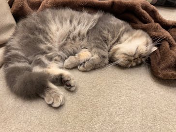 猫カフェモカ　イオンモール羽生店に投稿された画像（2024/8/27）