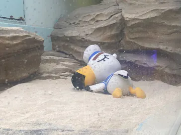仙台うみの杜水族館に投稿された画像（2024/8/27）