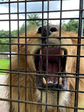 那須サファリパークに投稿された画像（2024/8/27）