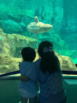 名古屋港水族館に投稿された画像（2024/8/27）