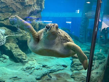 名古屋港水族館に投稿された画像（2024/8/27）