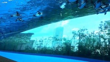 サンシャイン水族館に投稿された画像（2024/8/27）