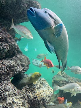 葛西臨海水族園に投稿された画像（2024/8/27）