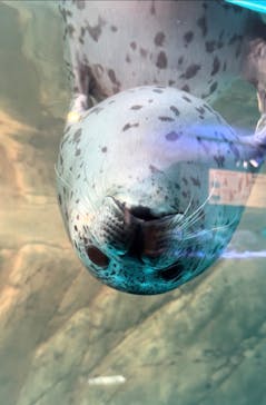 しながわ水族館に投稿された画像（2024/8/27）