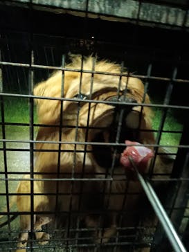 那須サファリパークに投稿された画像（2024/8/27）