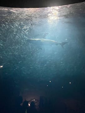 名古屋港水族館に投稿された画像（2024/8/27）
