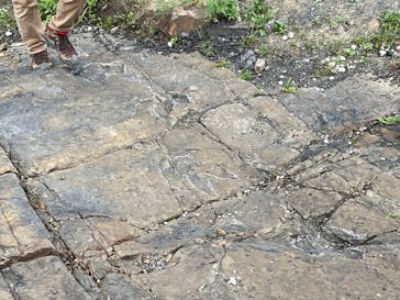 福井県立恐竜博物館に投稿された画像（2024/8/27）