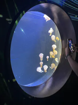 仙台うみの杜水族館に投稿された画像（2024/8/28）