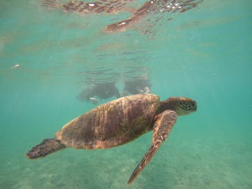 宮古島 ADVENTURE PiPi（ミヤコジマ アドベンチャー ピピ）に投稿された画像（2024/8/28）